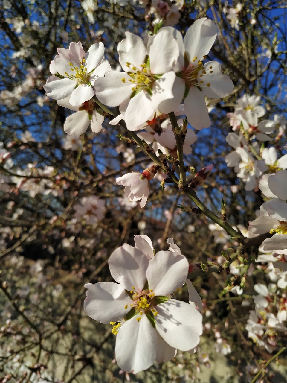 spring  nature  flower free photo