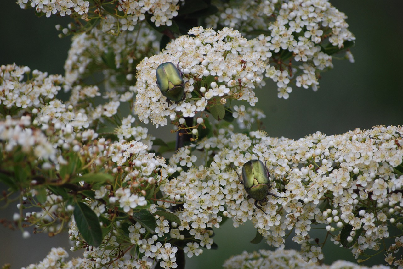 spring  beetles  beetle free photo