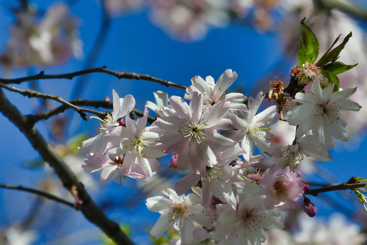 spring  flower  nature free photo