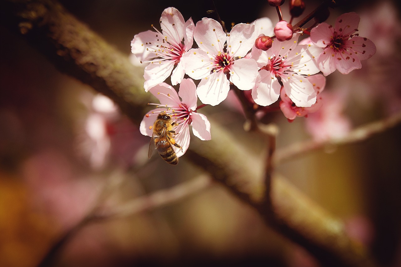 spring  bee  almond blossom free photo