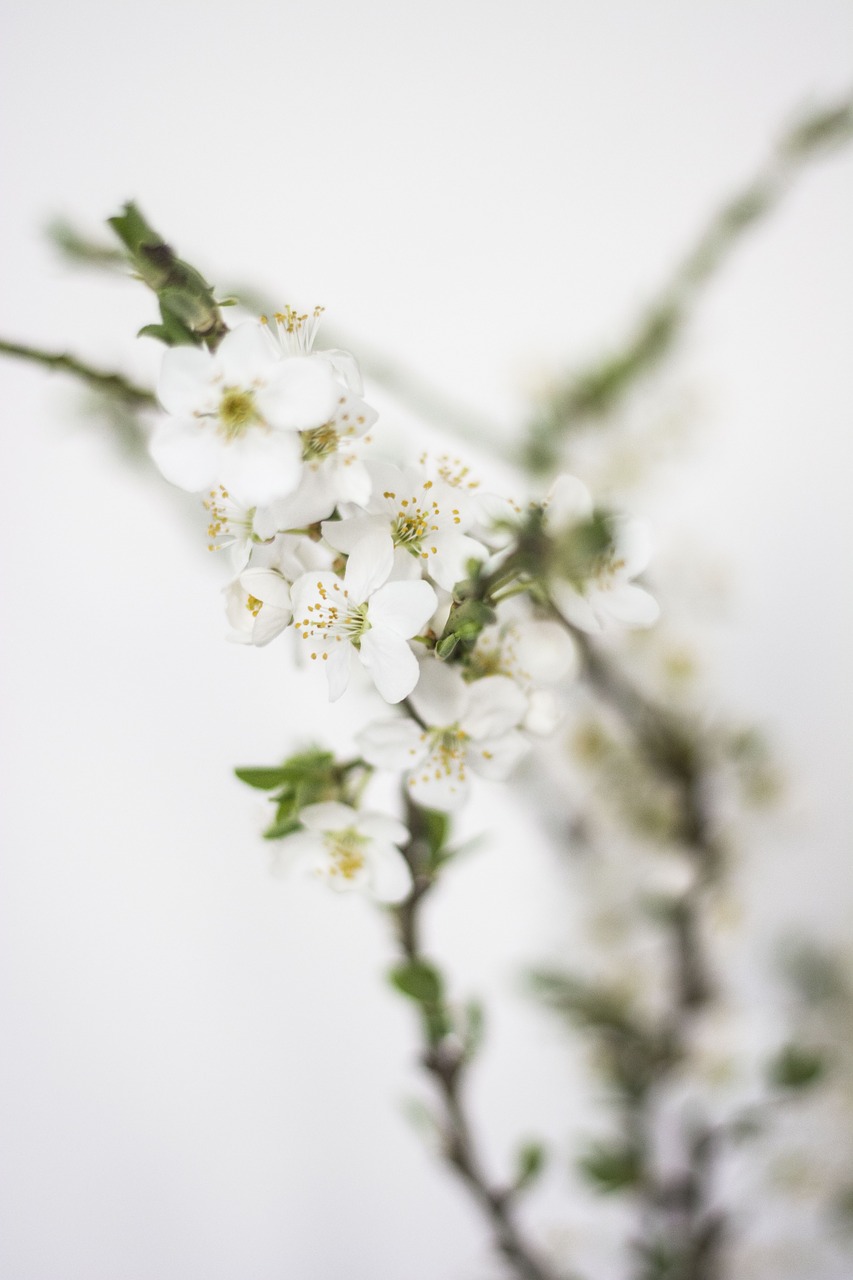 spring  flowers  white free photo