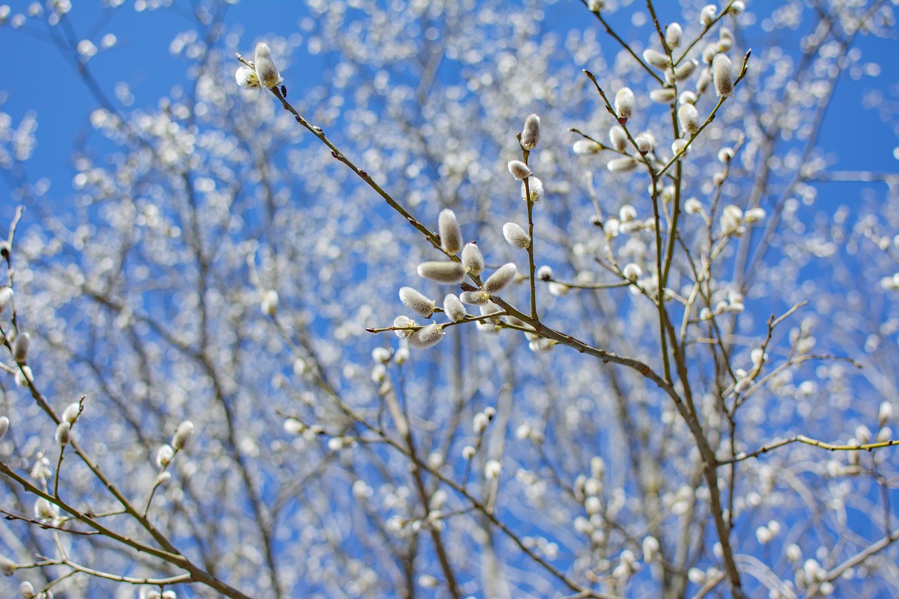 spring  blue sky  easter free photo