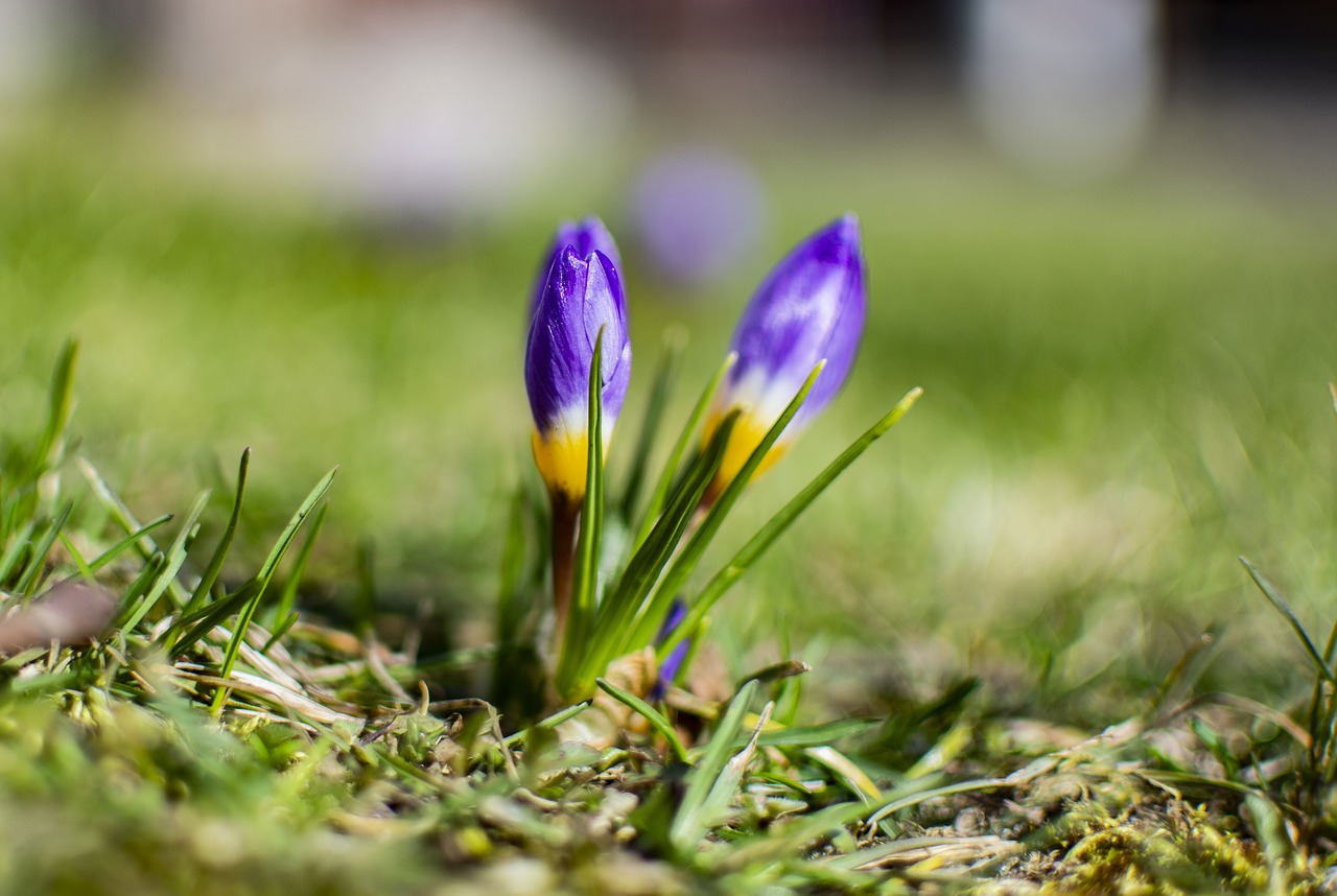 spring  blue sky  easter free photo