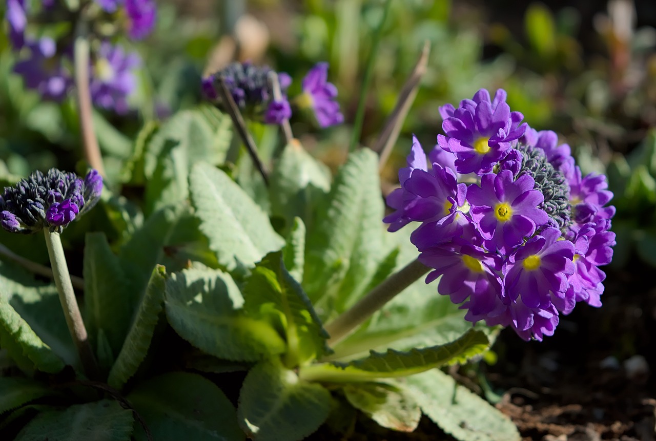 spring  primrose  plant free photo