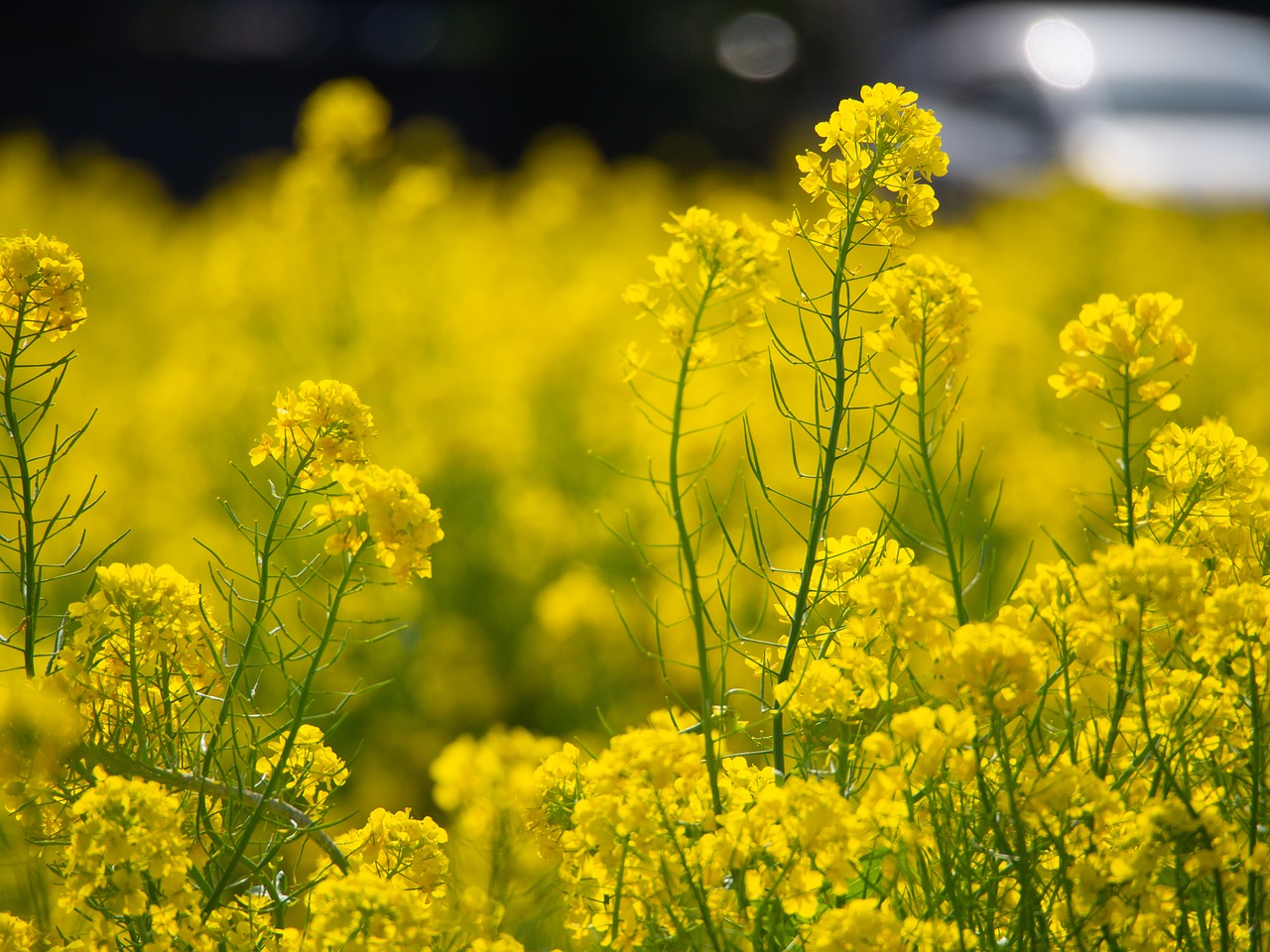 spring  rape blossoms  flowers free photo