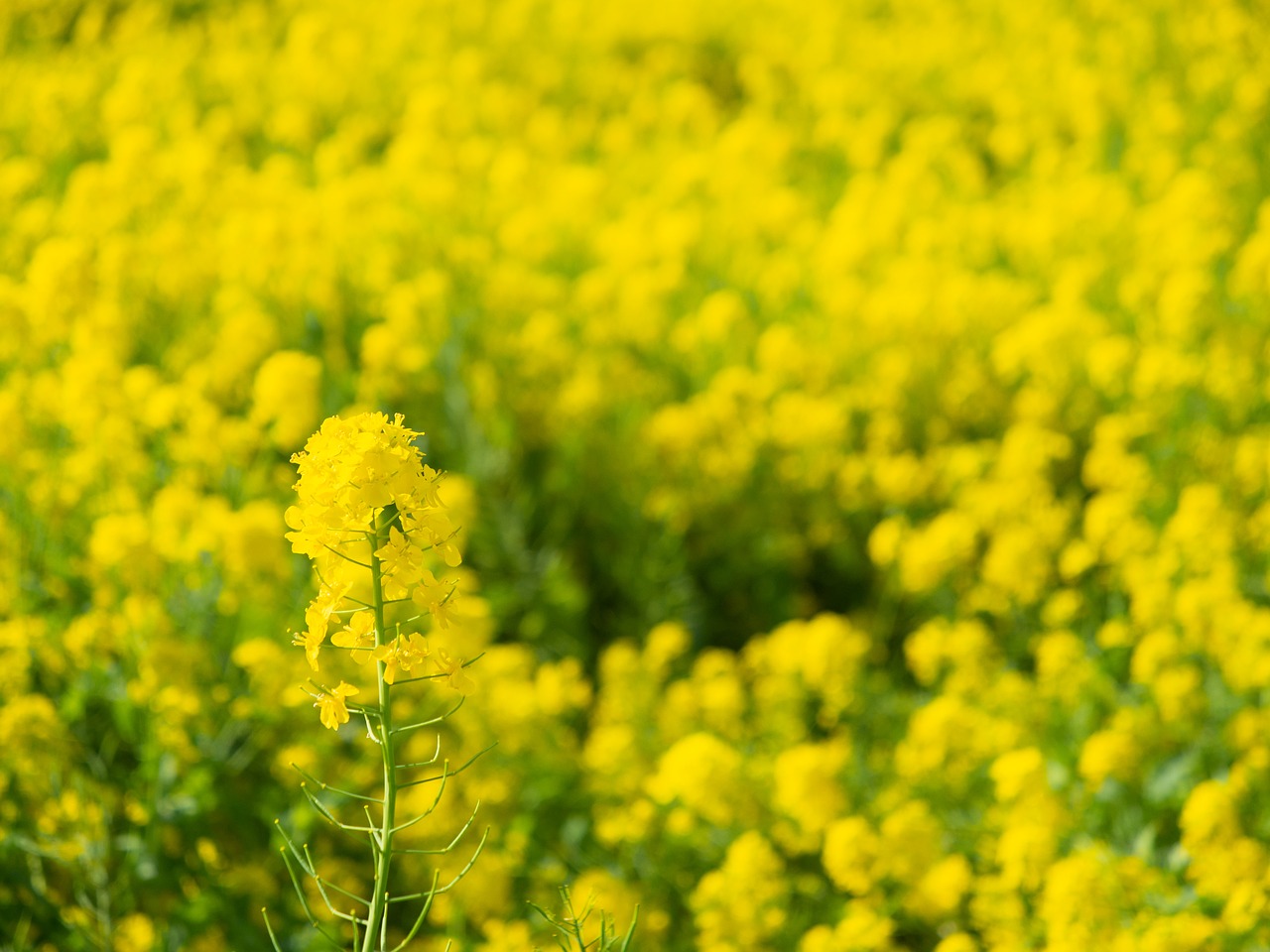 spring  rape blossoms  flowers free photo