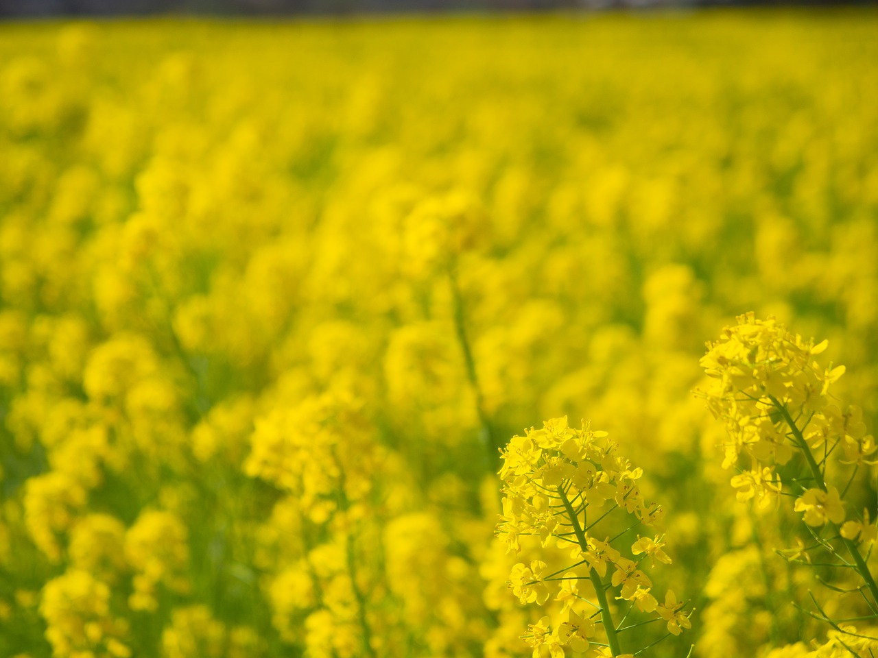 spring  rape blossoms  flowers free photo