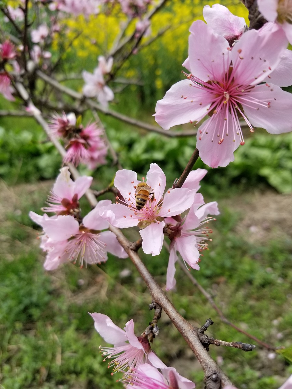 spring  spring equinox  peach blossom free photo
