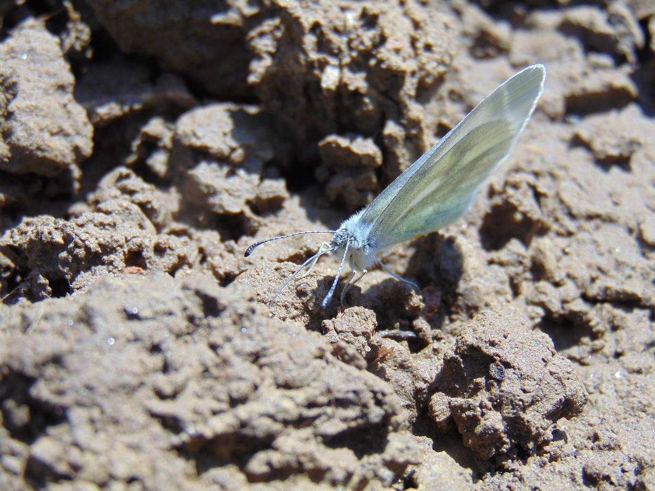 spring  butterfly  nature free photo