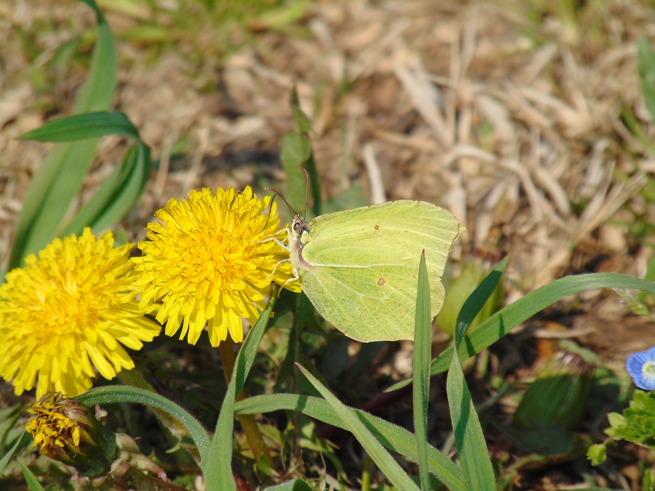 spring  butterfly  nature free photo