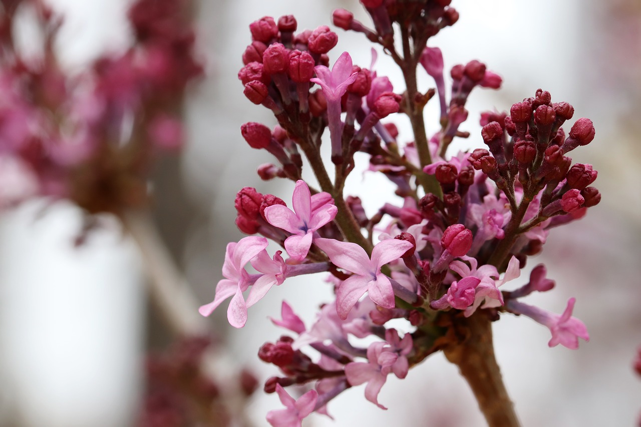 spring  flowers  nature free photo