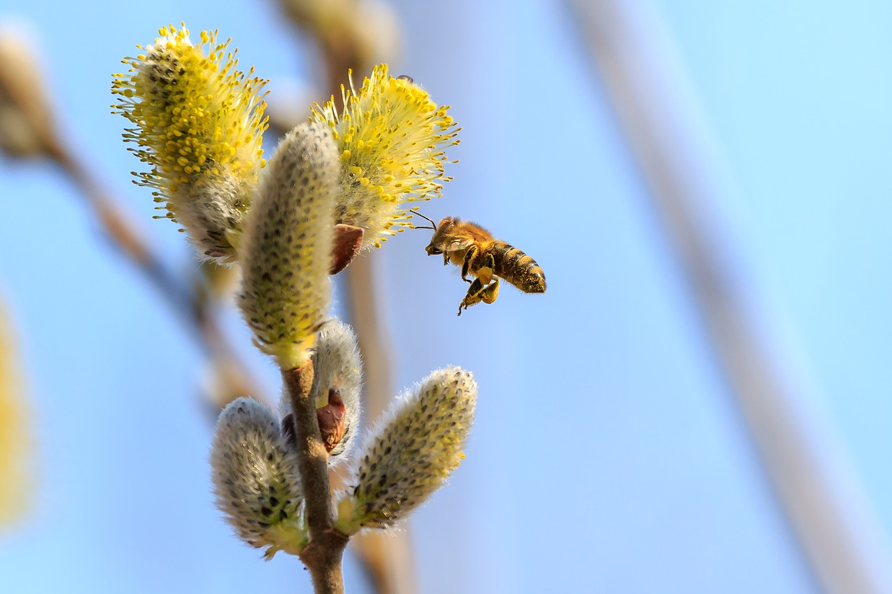 spring  blossom  bloom free photo