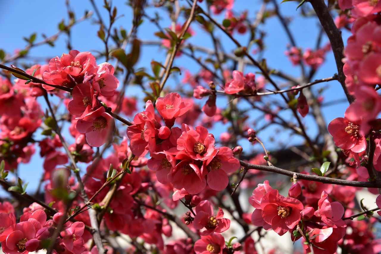 spring  flowers  garden free photo