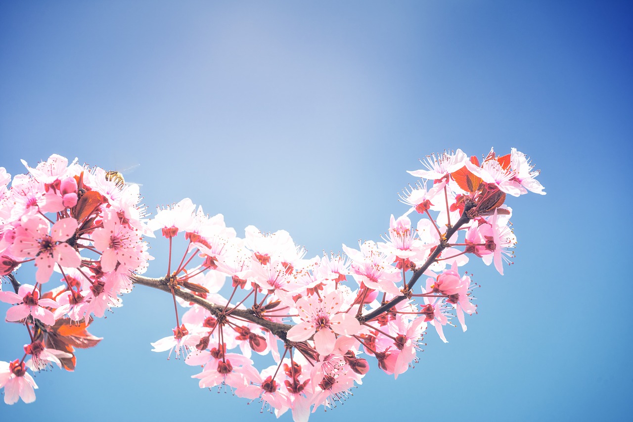 spring  cherry blossoms  plenty of natural light free photo