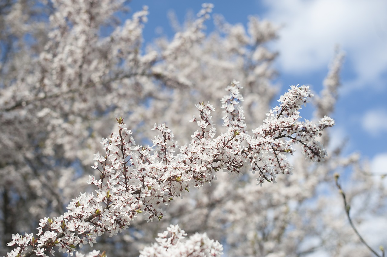 spring  tree  blossom free photo