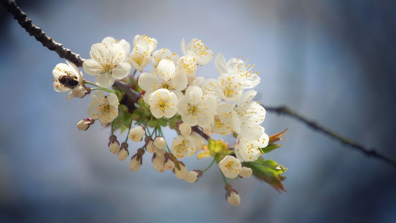 spring  flowers  branches free photo