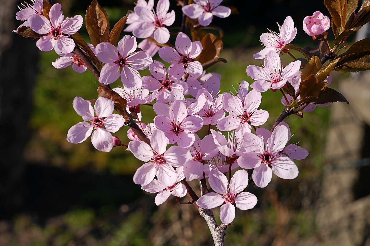 spring  flowers  tree blossoms free photo