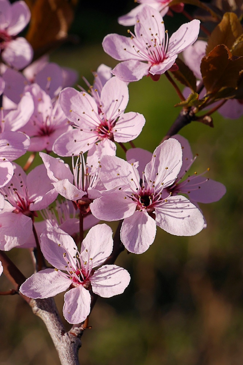 spring  flowers  tree blossoms free photo