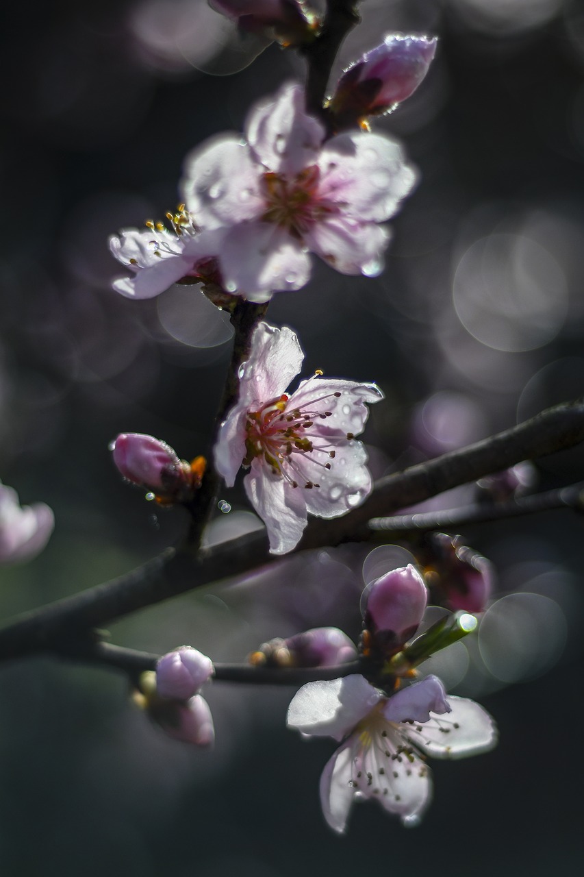spring  blossom  tree free photo