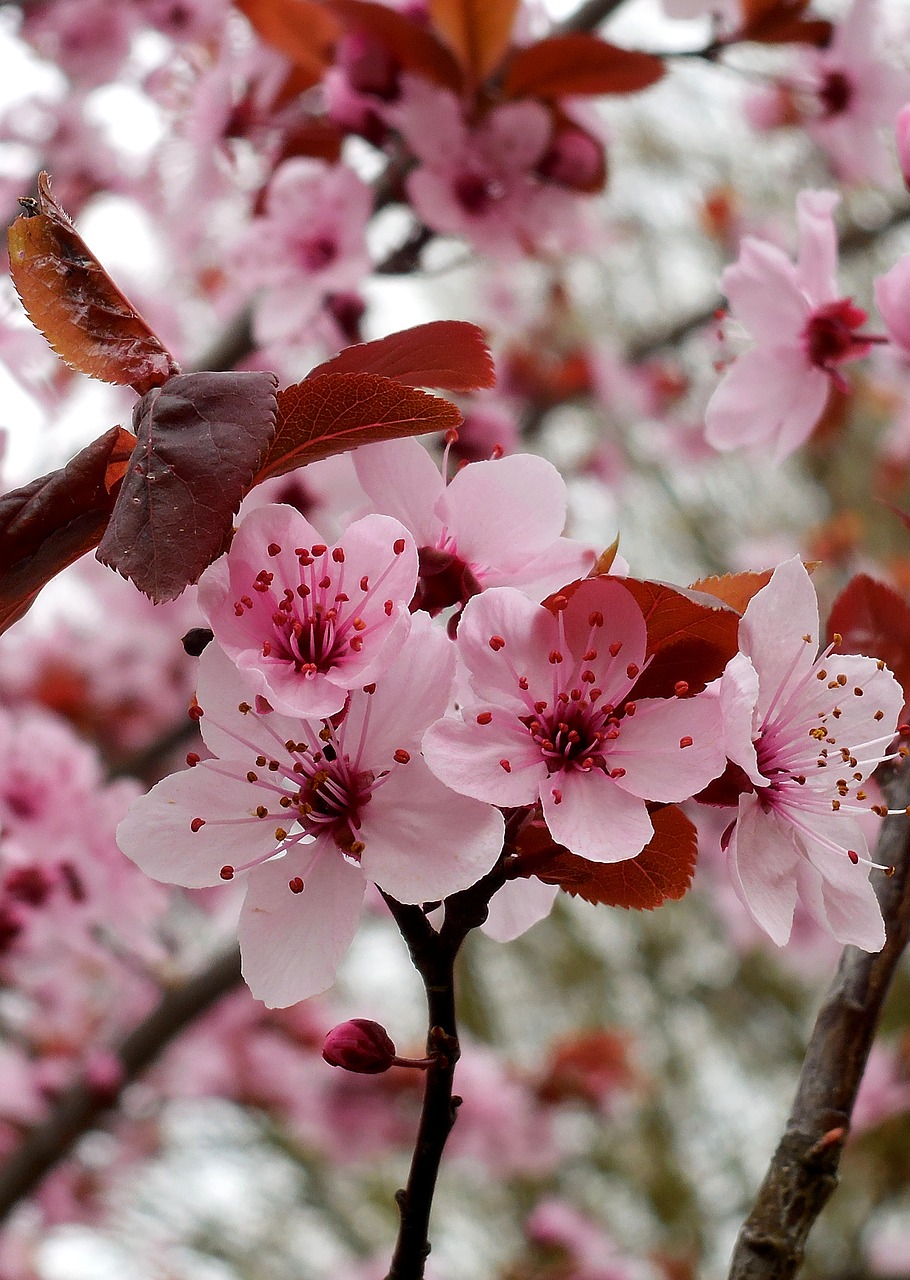 spring  flowers  flowering branch free photo