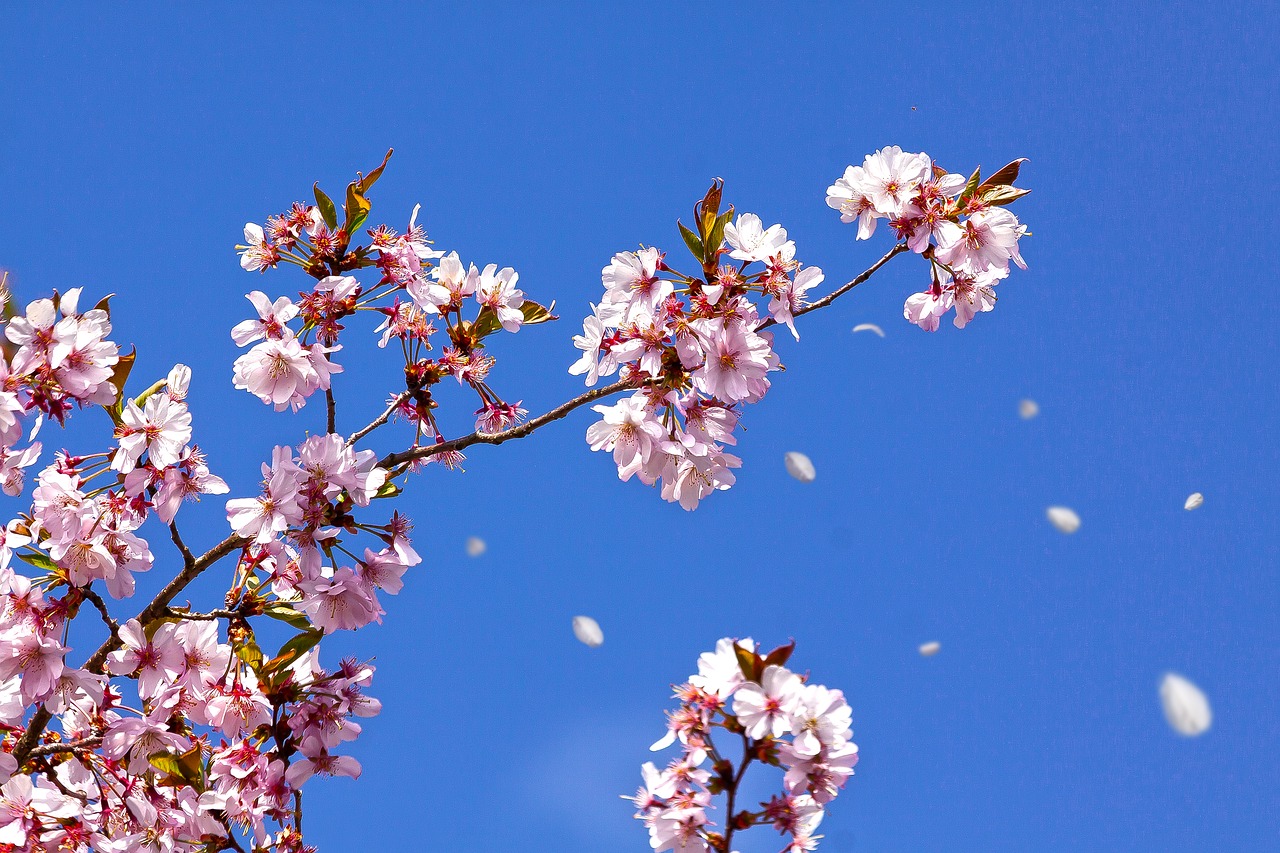 spring  cherry blossom  japanese cherry trees free photo