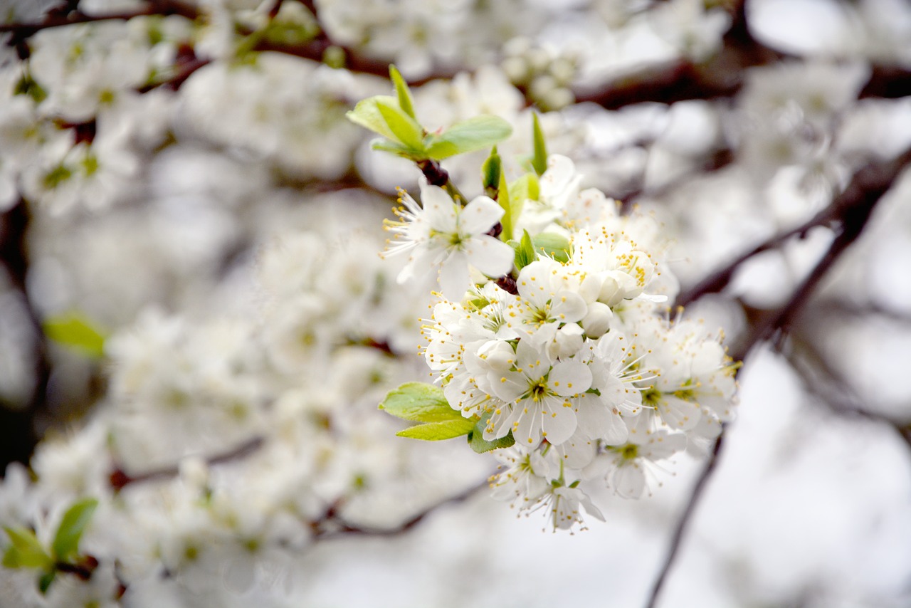 spring  cherry blossoms  branch free photo