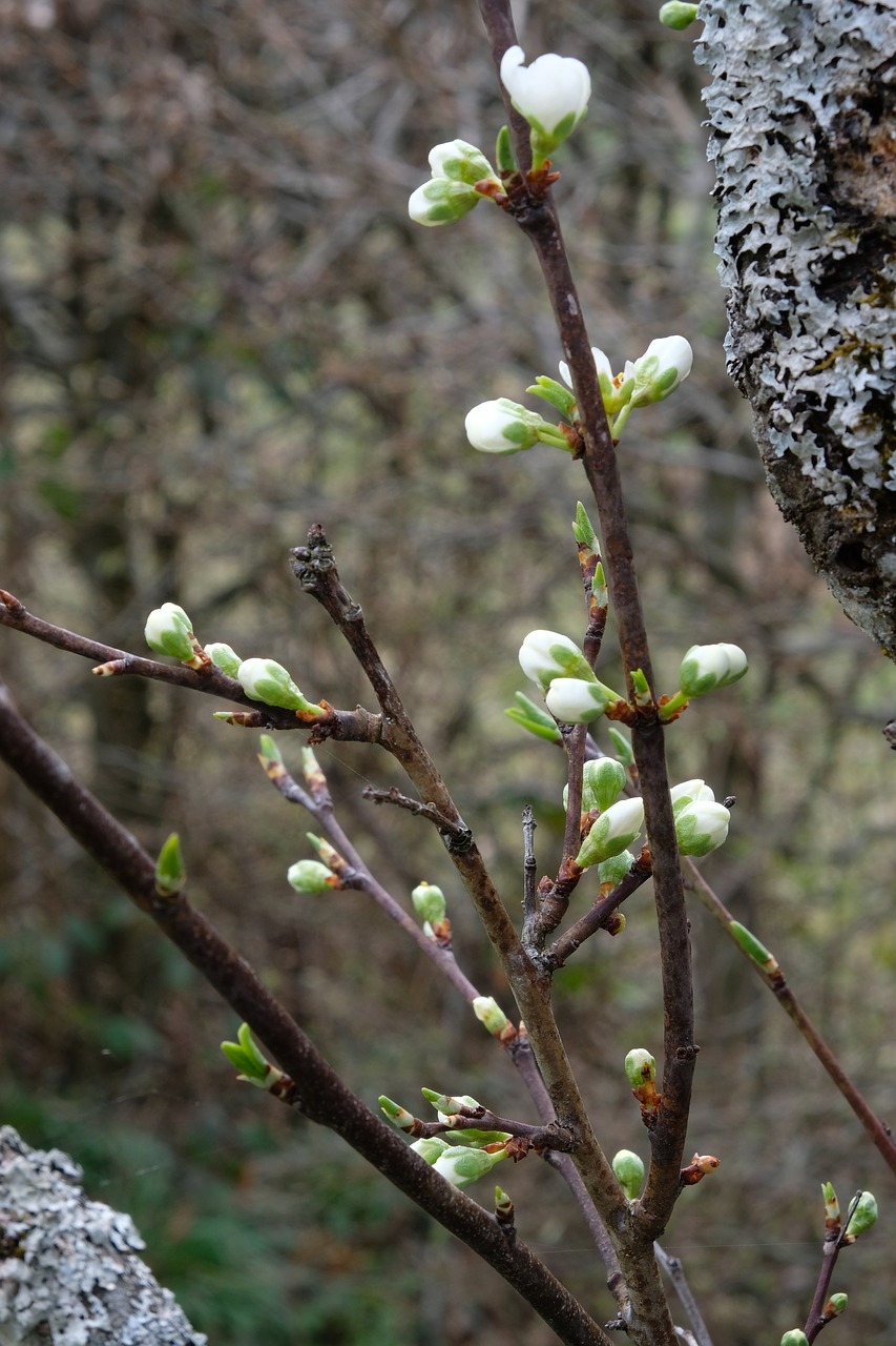 spring  flower  nature free photo