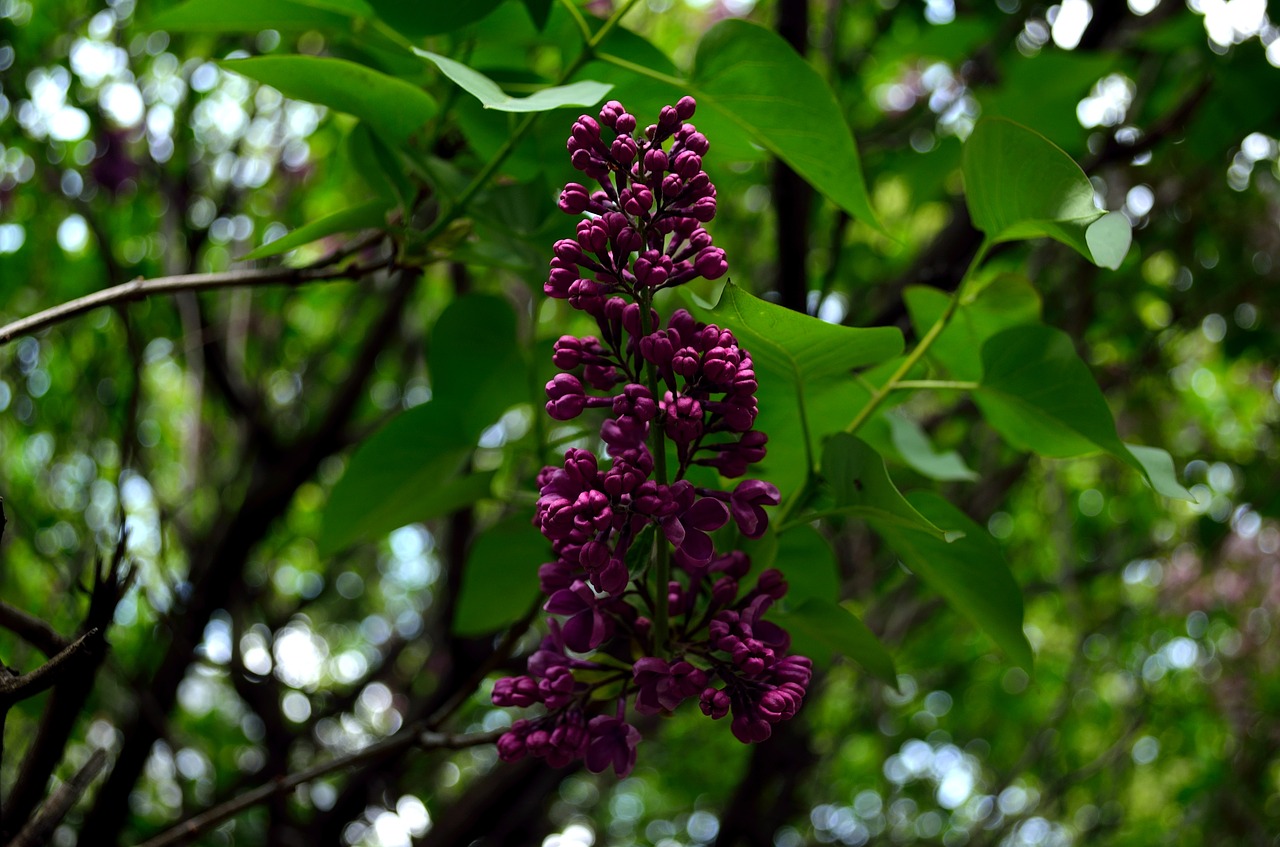 spring  bloom  lilac free photo