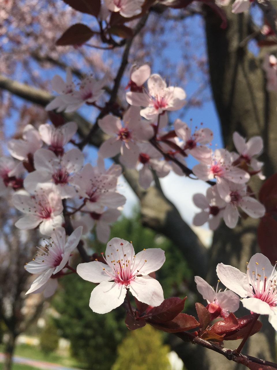 spring  leaves  flower free photo