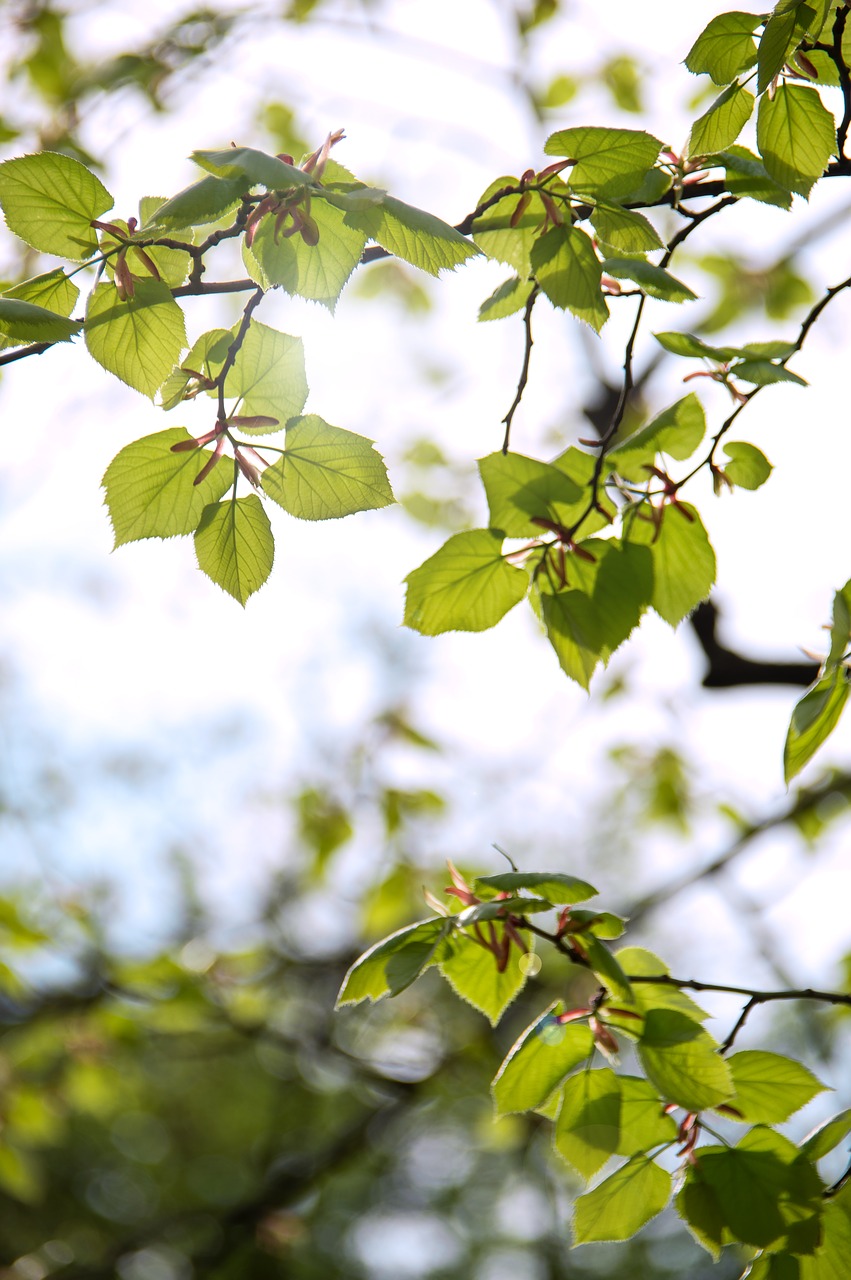 spring  green  leaves free photo