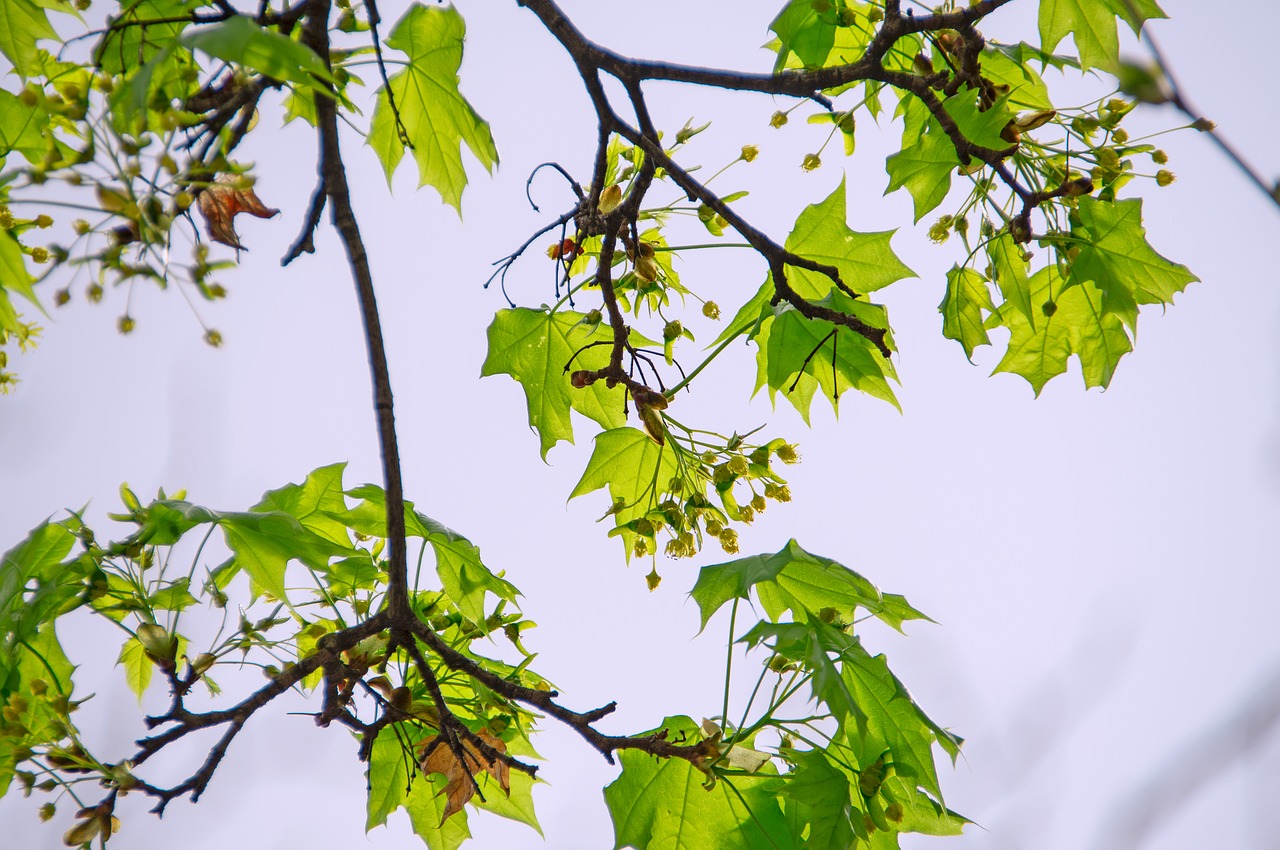 spring  green  leaves free photo