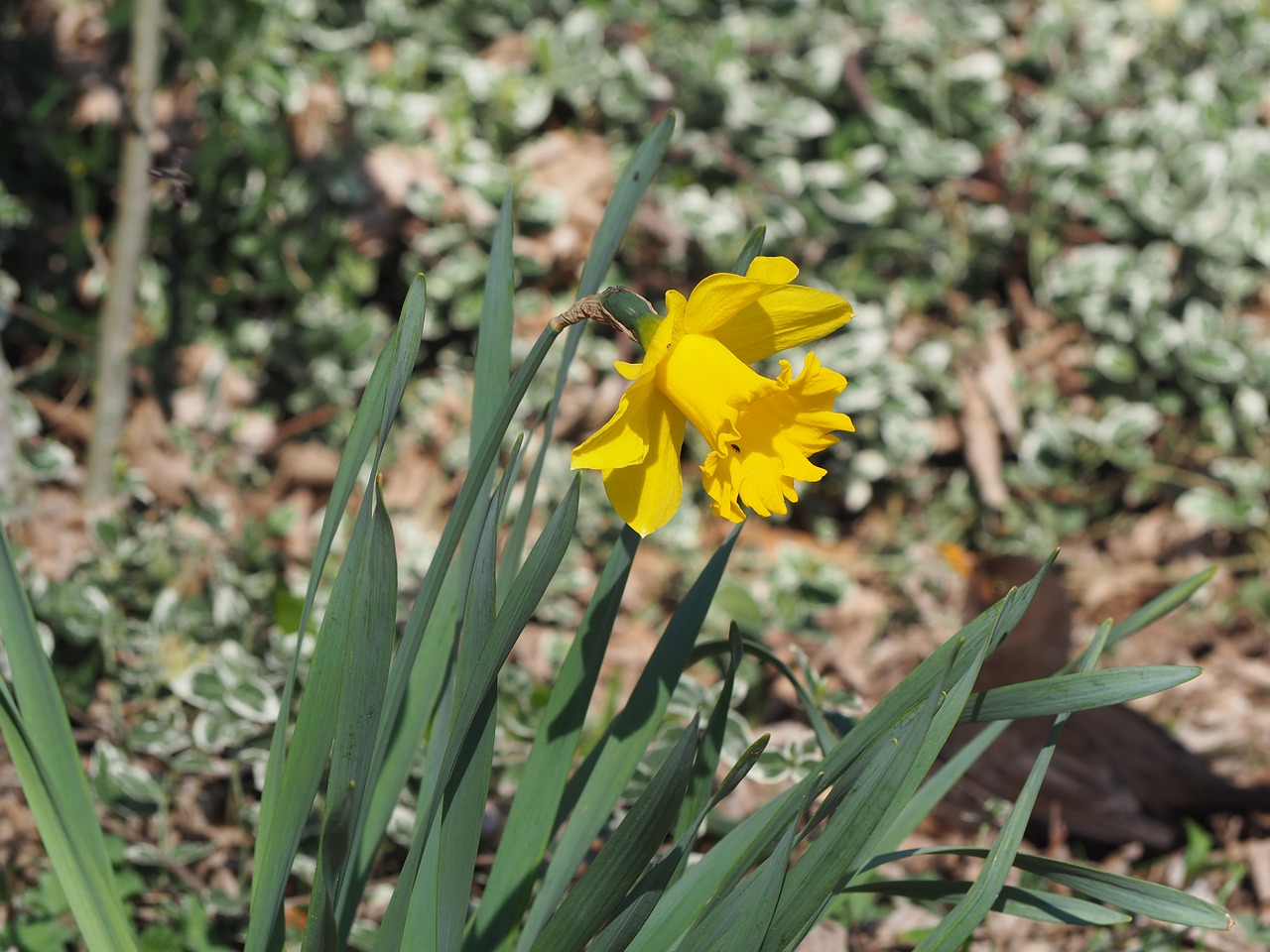 spring  daffodil  yellow free photo