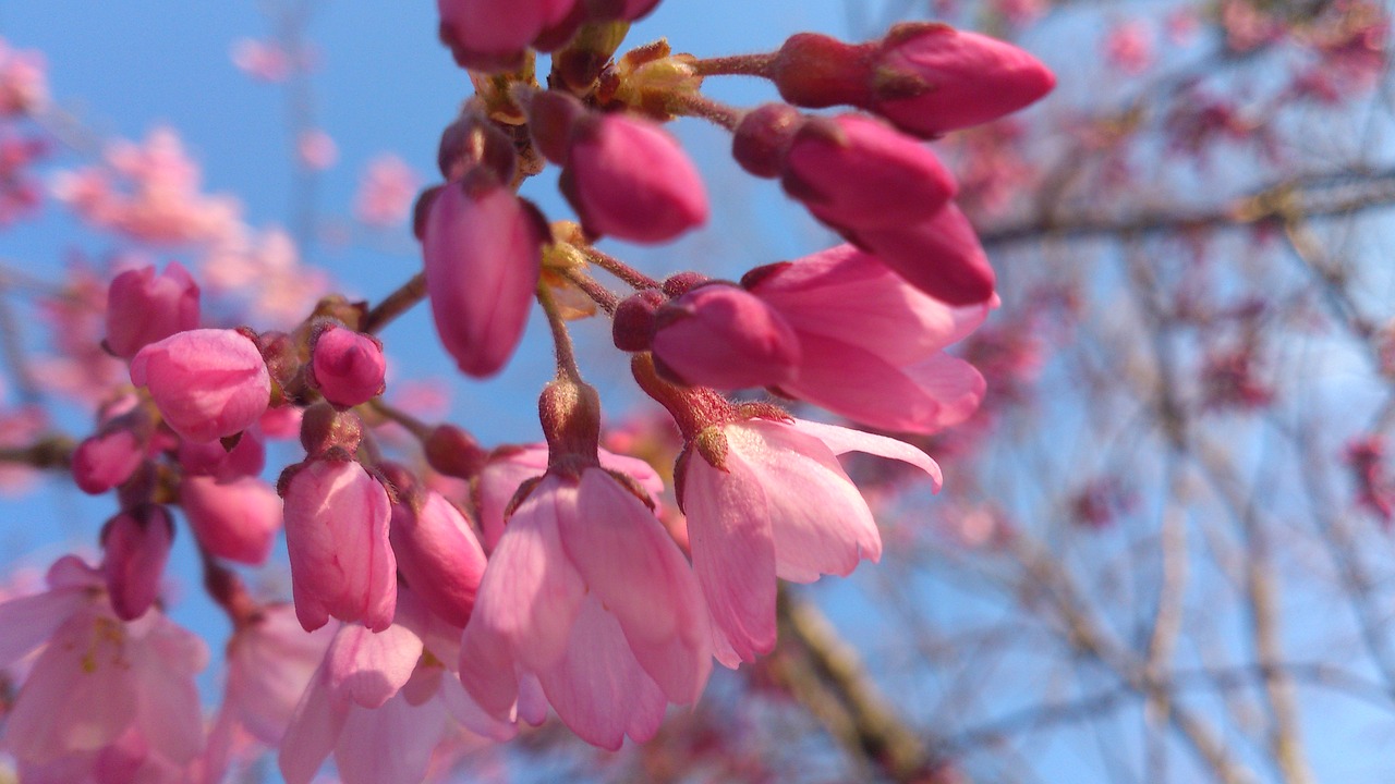 spring  cherry blossoms  pink free photo