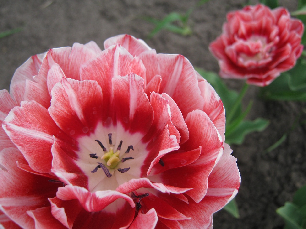 spring  pink  flowers free photo