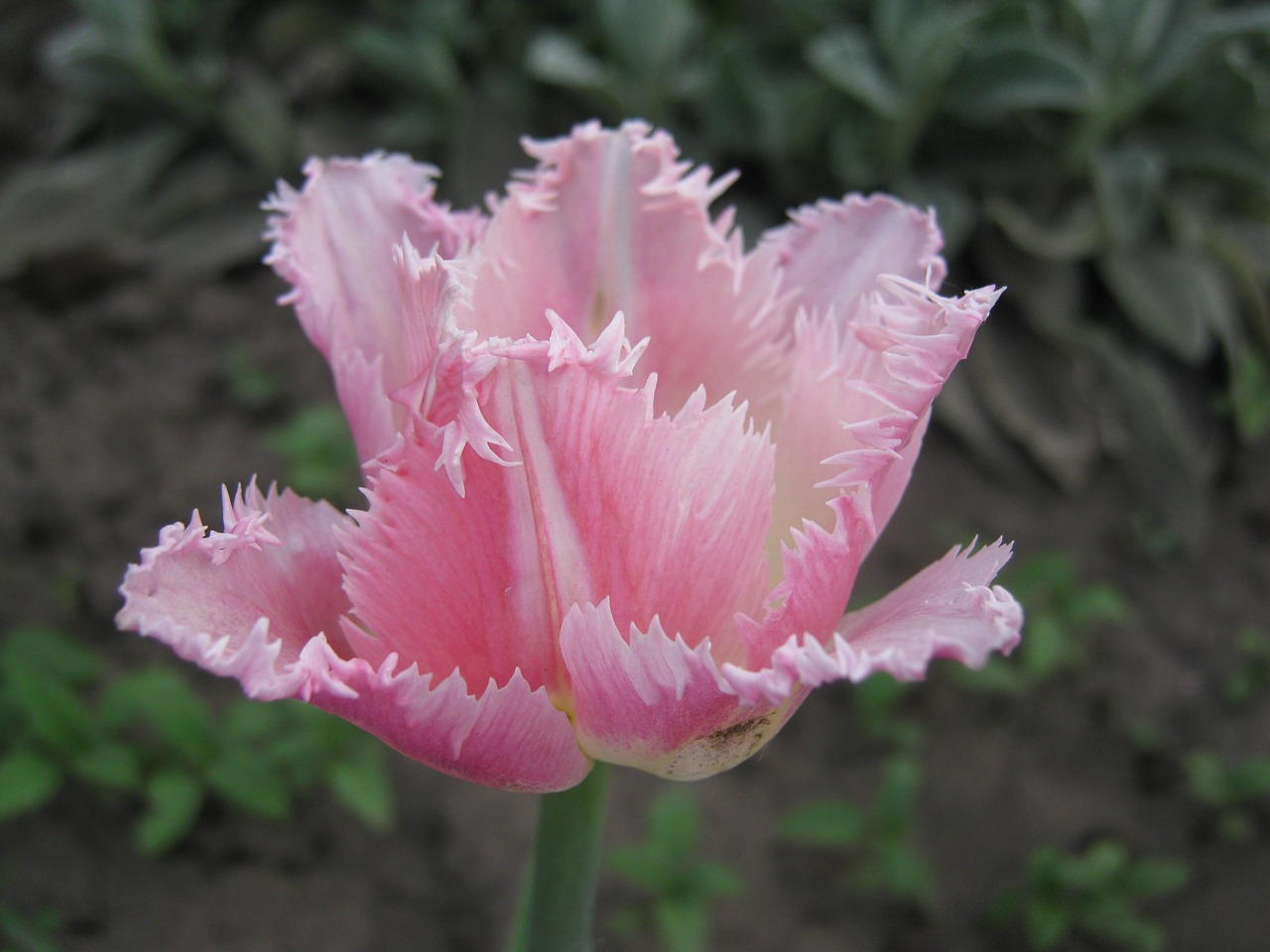 spring  pink  flowers free photo