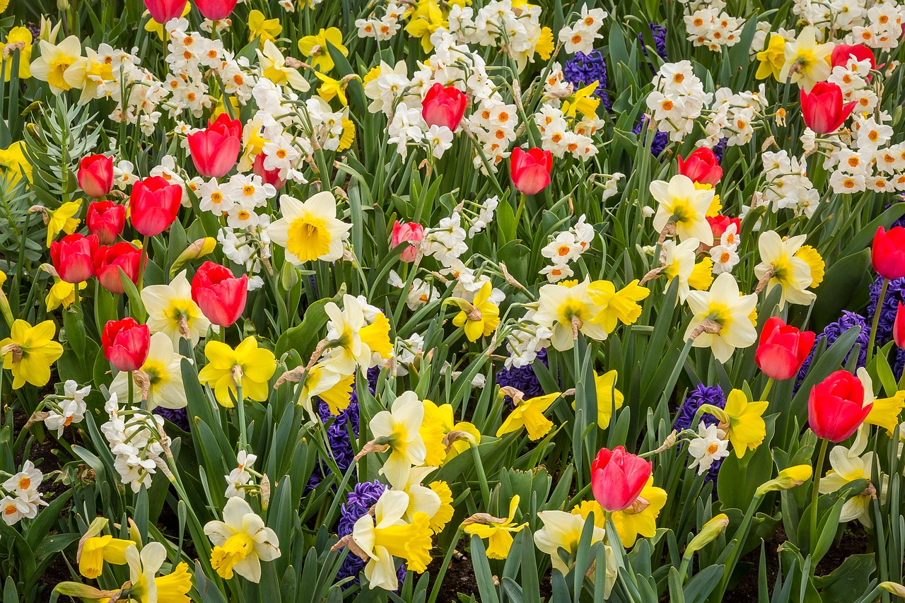 spring  daffodils  tulips free photo