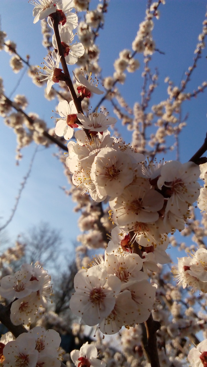 spring  nature  pink free photo