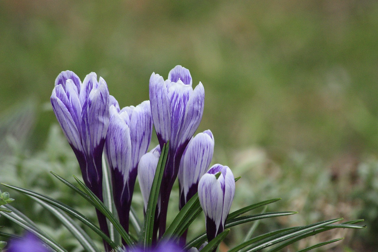 spring  nature  flower free photo