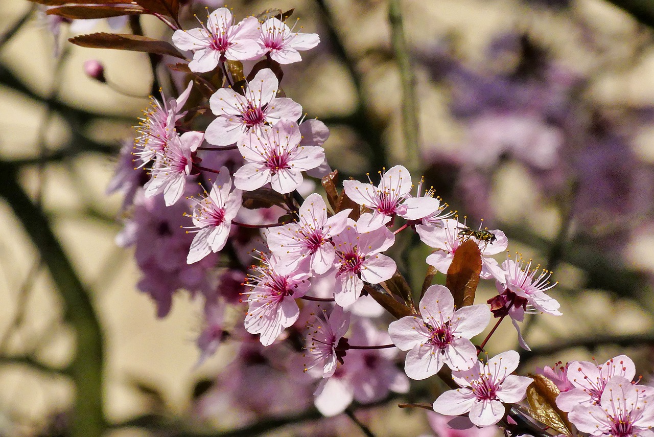 spring  flowers  blooms free photo