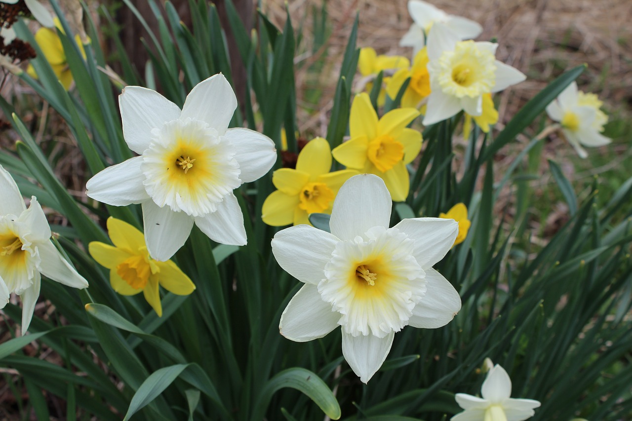spring  flower  daffodil free photo