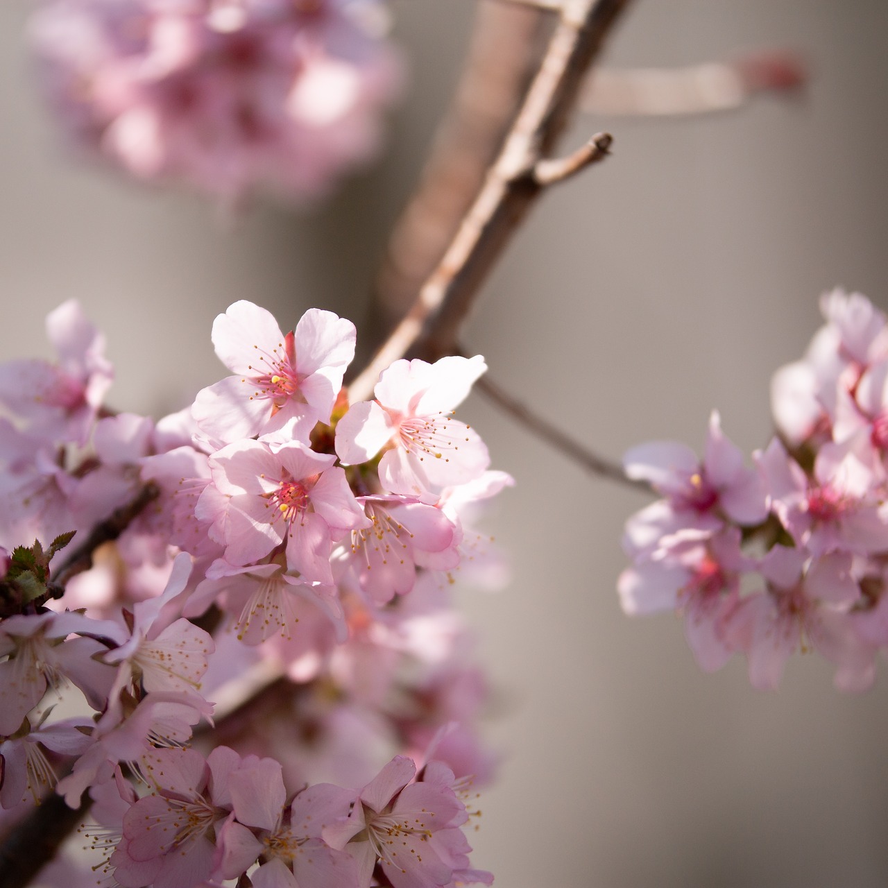 spring  flower  tree free photo