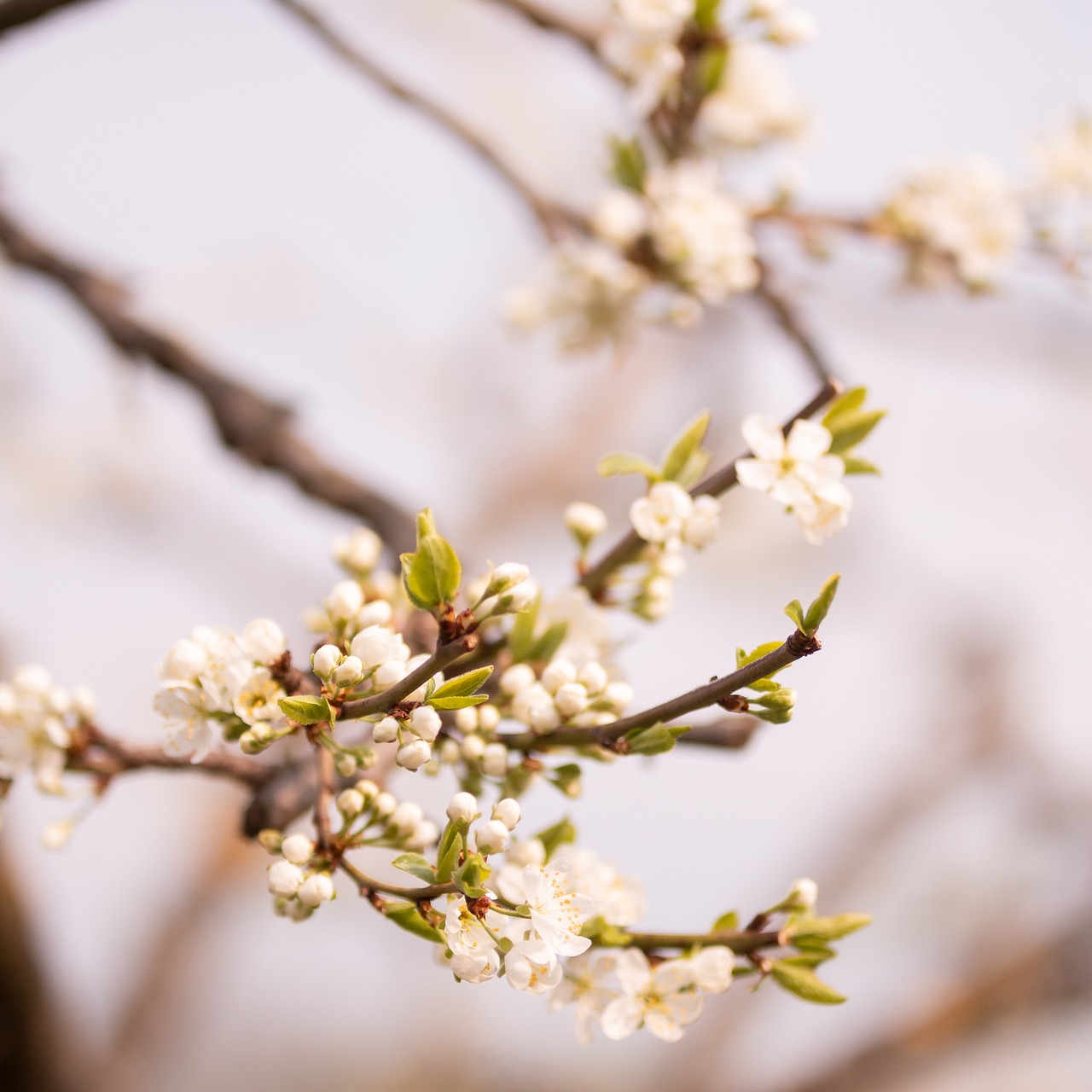 spring  flower  tree free photo