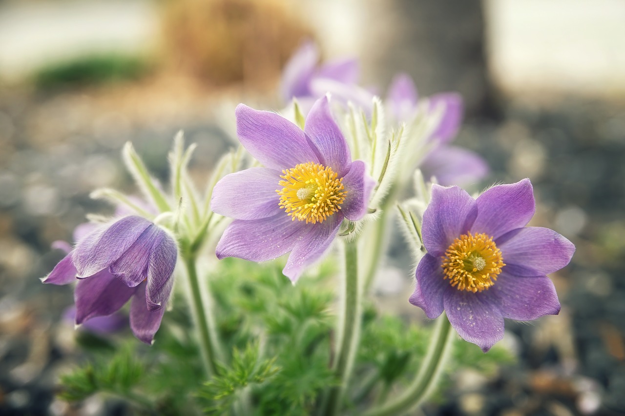 spring  bloom  flowers free photo