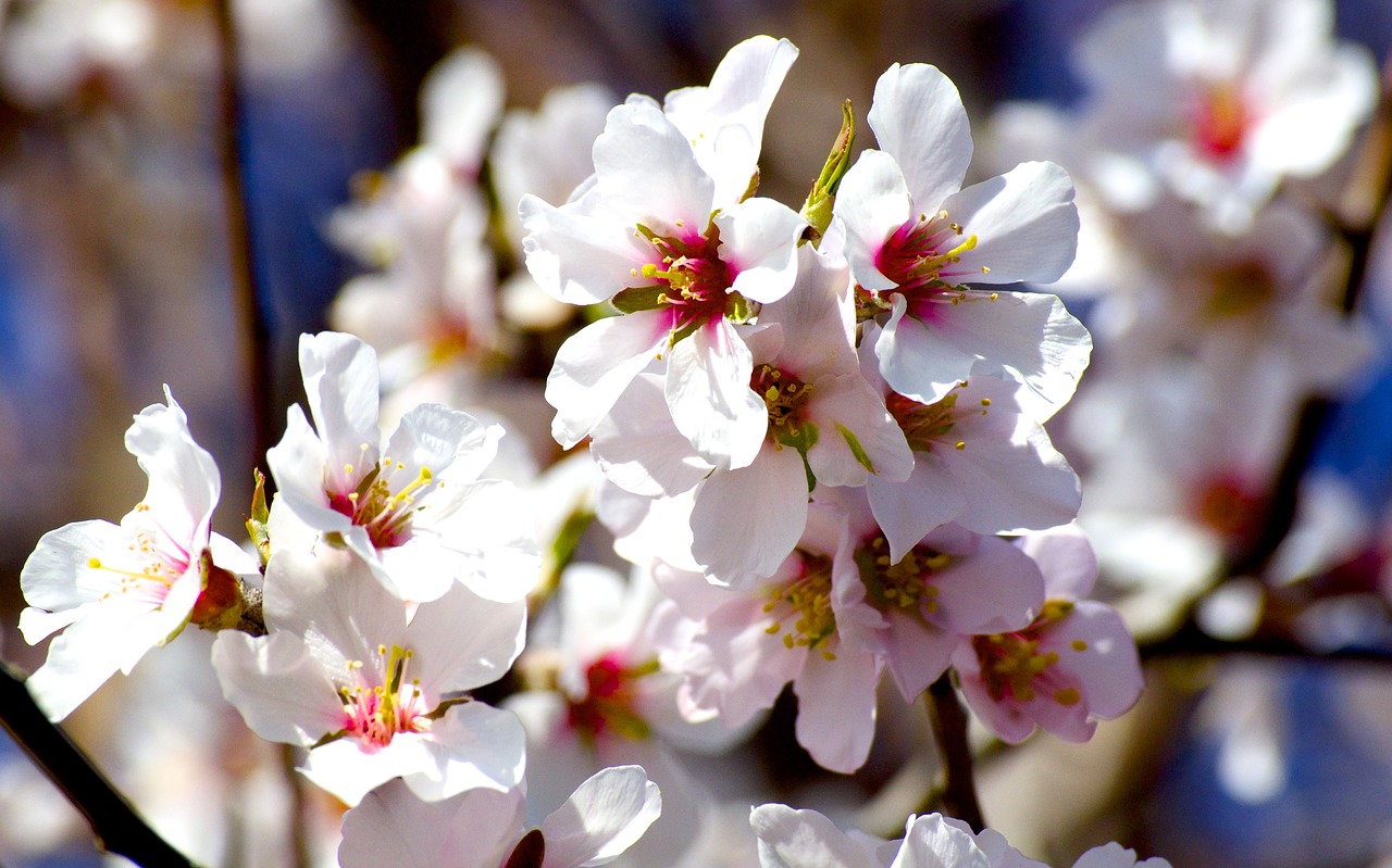spring  flowers  almond tree free photo