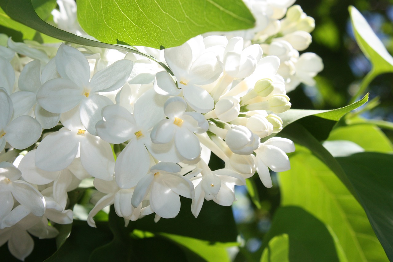 spring  lilac  flowers free photo