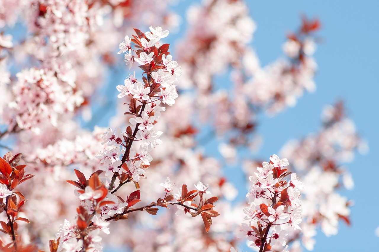 spring  flowers  cherry free photo