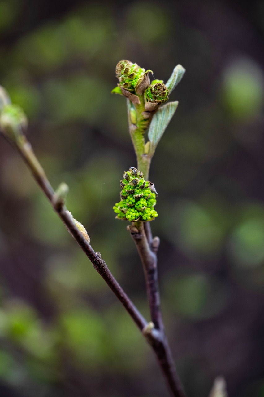 spring  plant  growth free photo