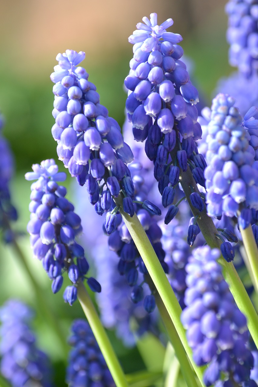 spring  muscari  purple free photo