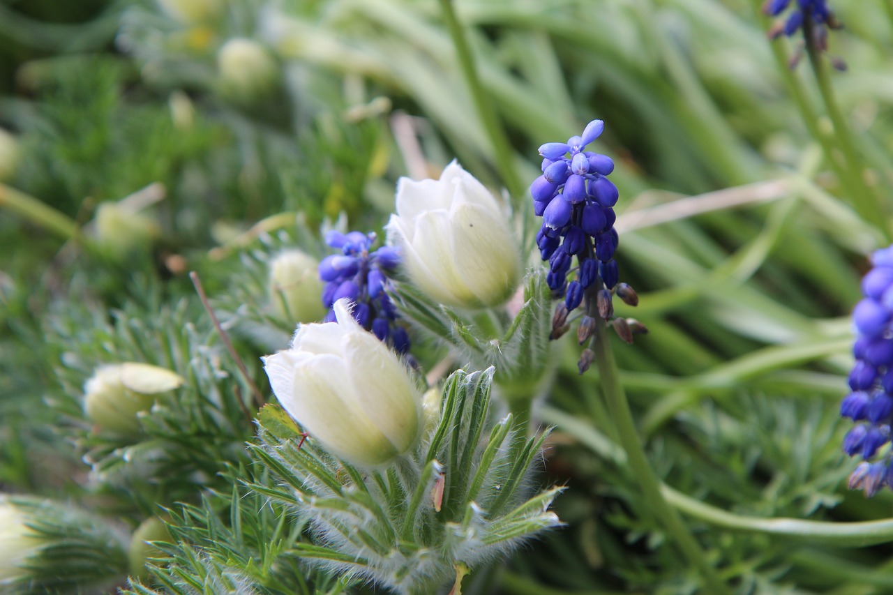 spring  flowering  flowers free photo