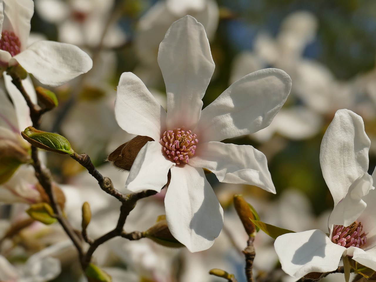 spring  tree  blossom free photo